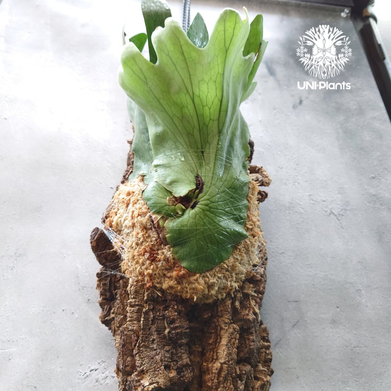 初入荷!ビカクシダ ホルタミー Platycerium holttumii コウモリ 初入荷!ビカクシダ ホルタミー Platycerium holttumii コウモリ