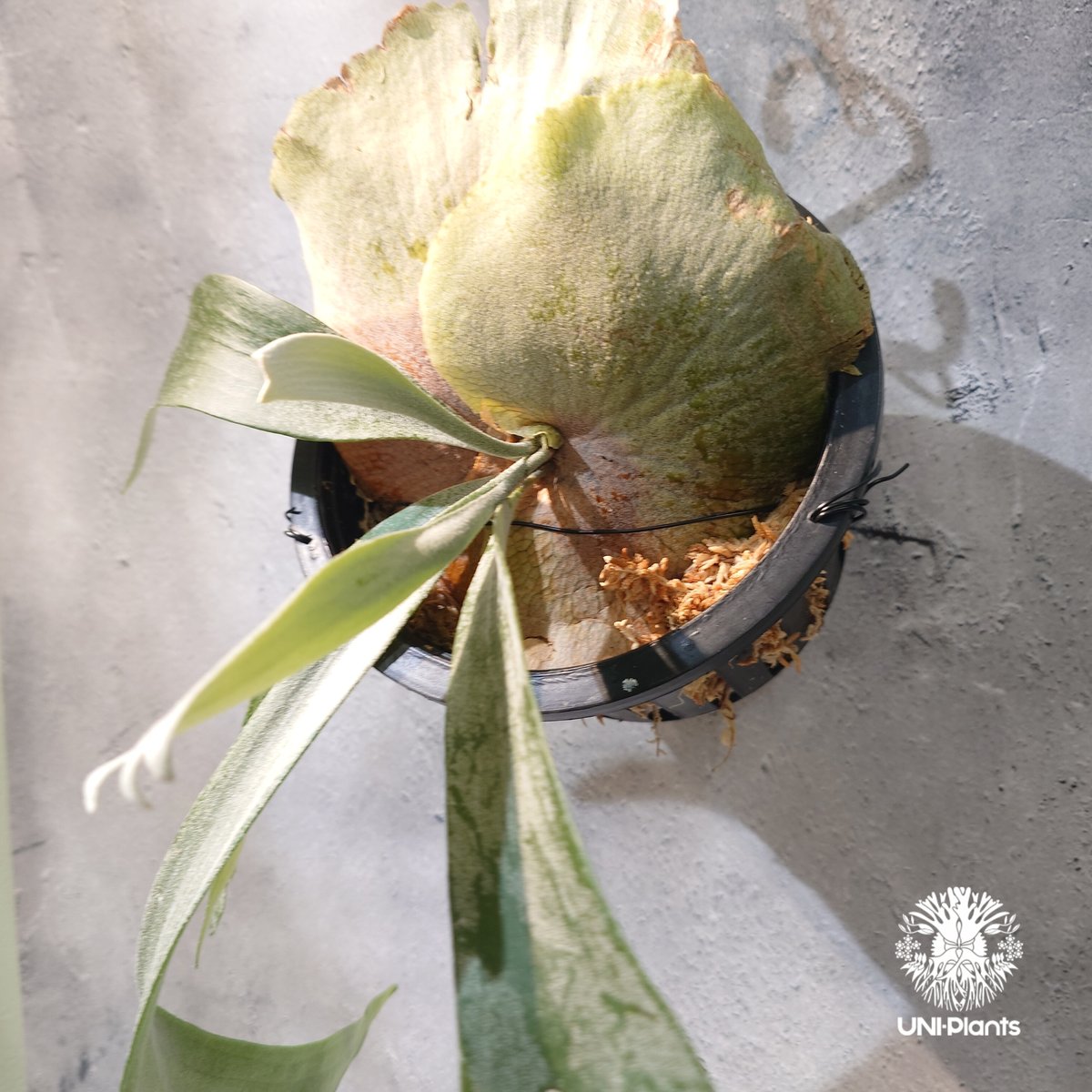 国内繁殖株・一点物】Platycerium bifurcatum 'white' ｜ビカ