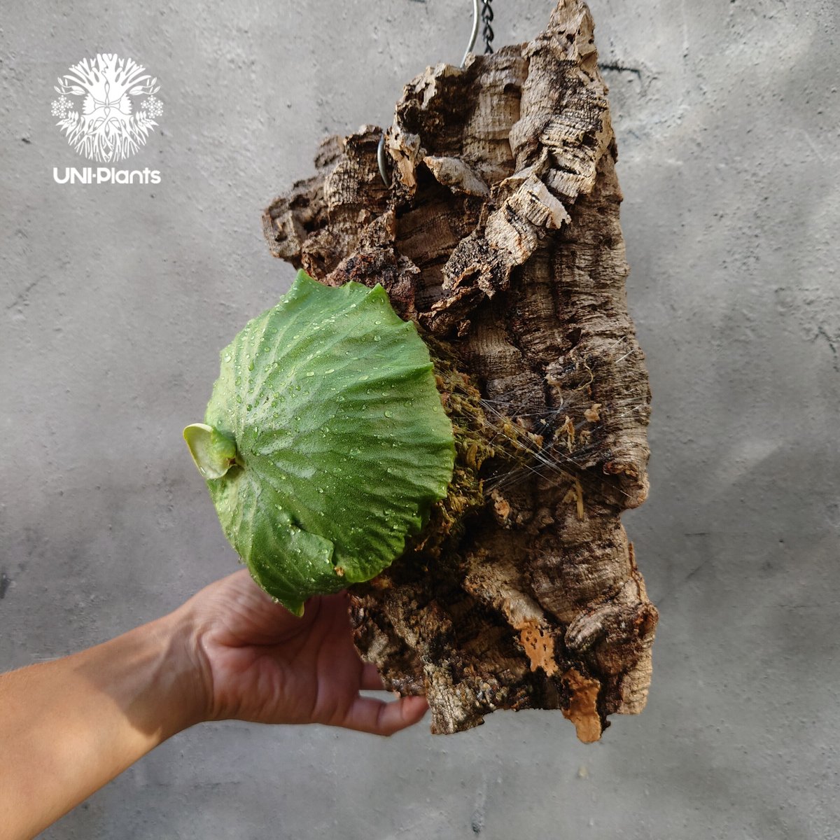 ビカクシダ ダウボーイDawboy madagascariense×vassei ビカクシダ ダウボーイDawboy madagascariense×vassei ビカクシダ