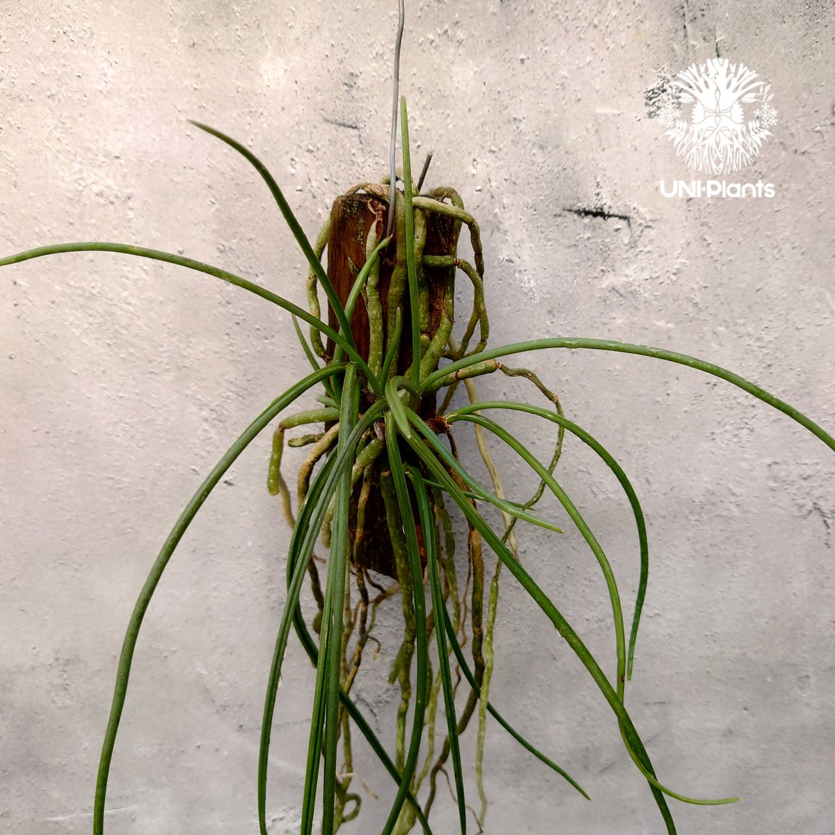 セイデンファデニア ミトラタyellow Seidenfadenia mitrata yell