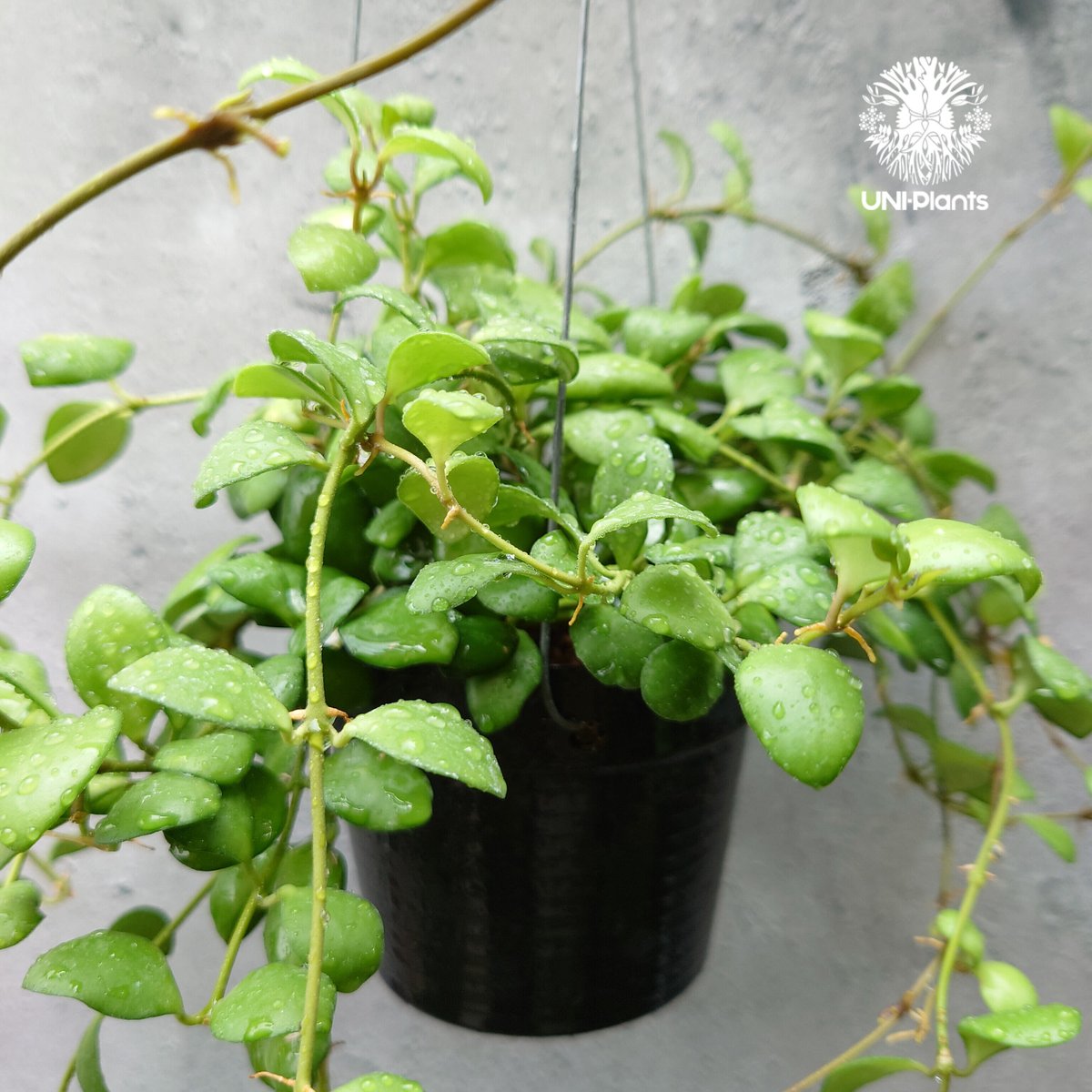 ホヤ サクララン ヘウスケリアナ イエロー Hoya heuschkeliana ホヤ サクララン ヘウスケリアナ イエロー Hoya heuschkeliana
