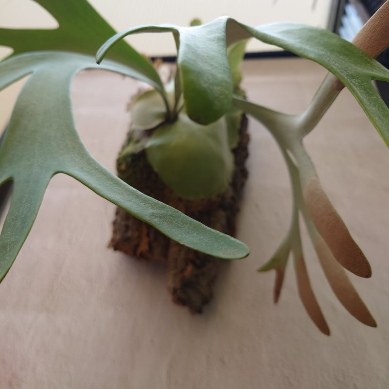 ビカクシダ ウィリンキーcv.インドネシア Platycerium