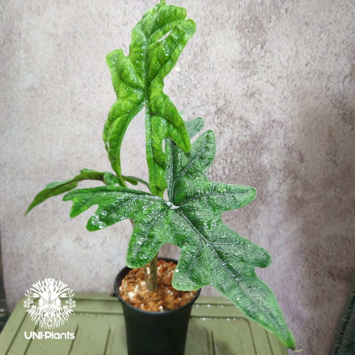 Alocasia jacklyn アロカシア ジャクリン アロカシアジャックリ 観葉植物 珍奇...