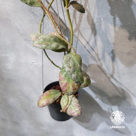 【タイ直輸入・希少】Hoya Waymaniae cloudy sky｜ホヤ ウェイマニアエ クラウディスカイ｜希少種｜ホヤ植物｜つる性植物