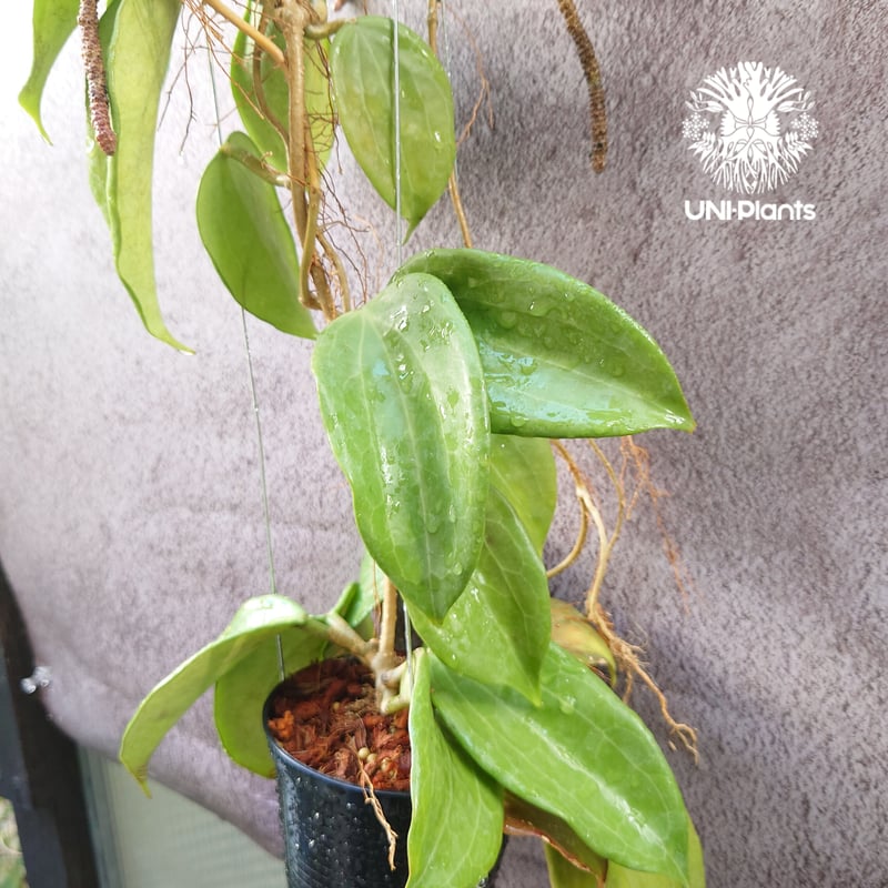 ホヤ　CVチョーク抜き苗 ホヤ チョーク苗 - メルカリ