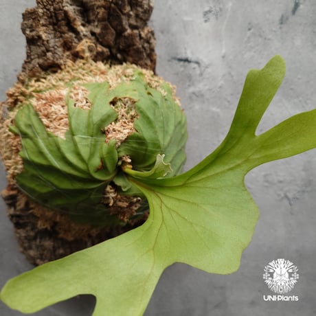 ビカクシダ リドレイ ワイドフォーム Platycerium ridleyi wide form コウモリラン ビカクシダ シダ植物 ビカクシダコルク付け 着生植物