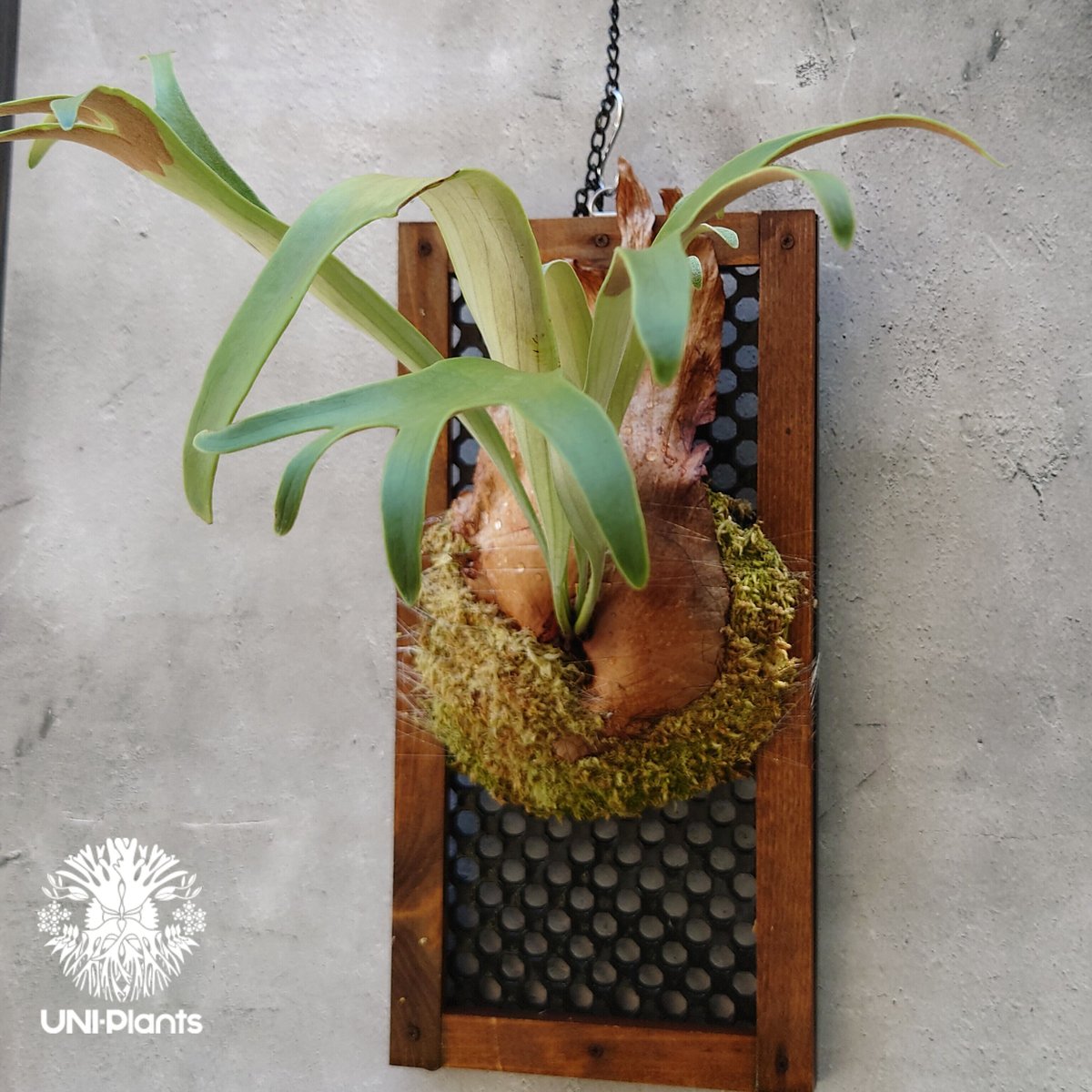 K*J様 ビカクシダ　バクテリア　子株 子株救出！？ビカクシダの株分けしてみた［前編］ | ビカクシダ