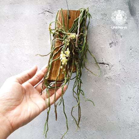 キロスキスタ ビリディフラバ Chiloschista viridiflava 着生植物 珍しい 着生蘭 着生ラン 珍奇植物 インテリア植物 ハンキング植物