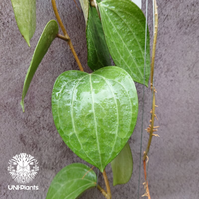 Hoya Latiforia ホヤ ラティフォリア とても大ぶり! ホヤ 植物 ホヤの