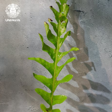 【タイ直輸入・ドリナリア】Drynaria sp. " Big "  |  ドリナリア sp. " ビッグ " |  ドリナリア｜Drynaria｜シダ植物