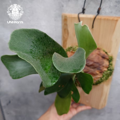 CATEGORY ビカクシダ(Platycerium) | UNI-Plants ビカクシダ、 CATEGORY ビカクシダ(Platycerium) | UNI-Plants ビカクシダ、