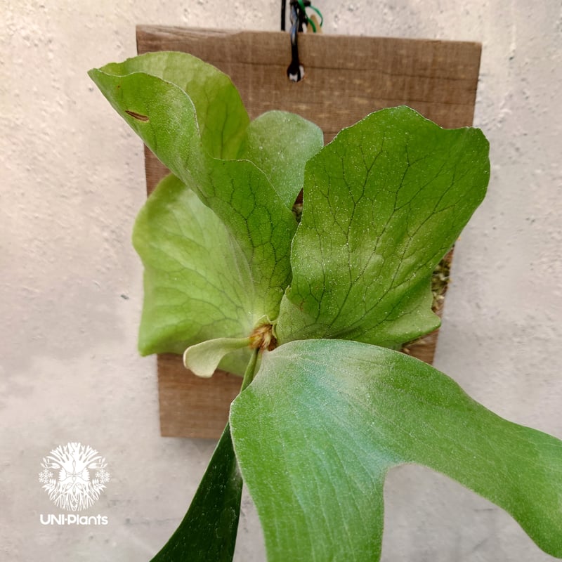 P.Willinckii cv セーラープルート OC pup 子株