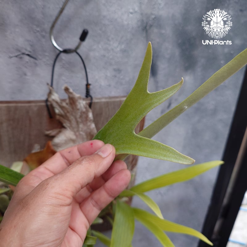 Platycerium sp.(pup) ビカクシダ 品種不明 ビカクシダ子株 シダ植物