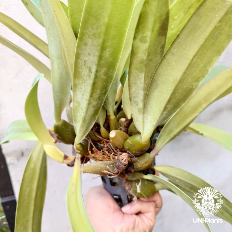 Bulbophyllum cruentum x phalaenopsis バルボフィラム クル