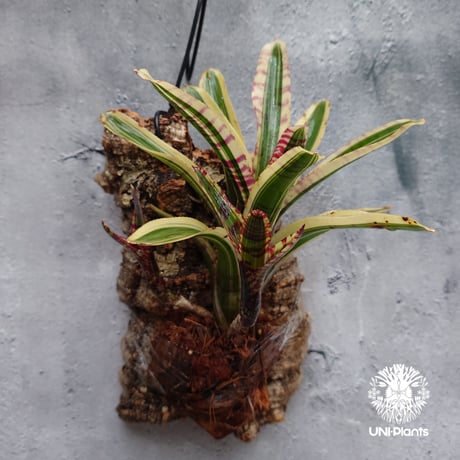 Neoregelia Red Bull ネオレゲリア レッドブル ネオレゲリア Neoregelia ブロメリア科ネオレゲリア属 着生コルクアレンジ