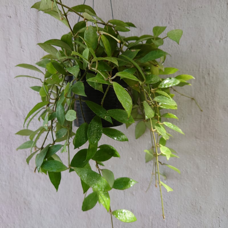 スーパーセール 珍種 ホヤ メデューサ Hoya Medusa サクララン②