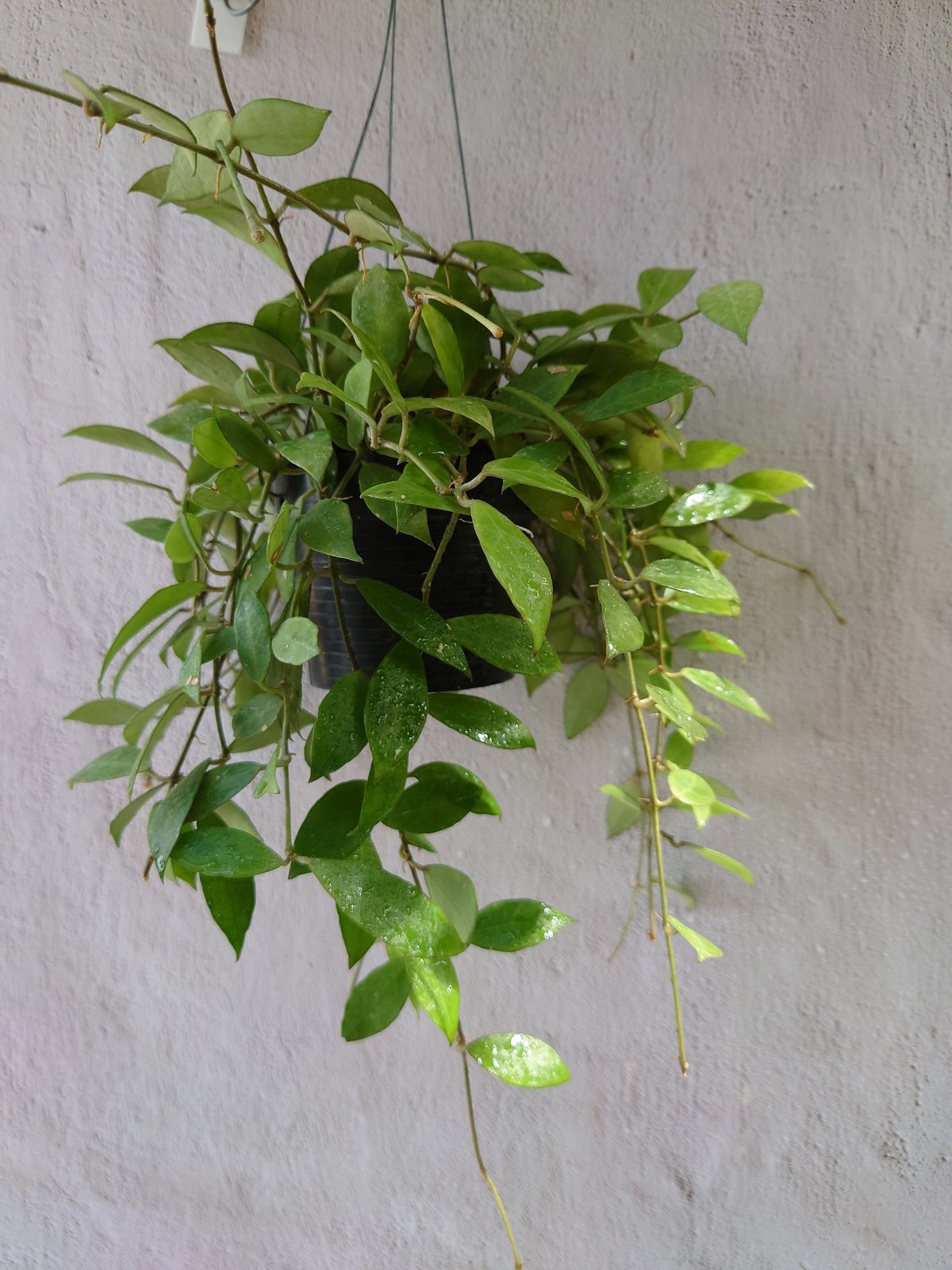 ホヤ レベッカ サクララン Hoya cv.Rebecca ホヤ植物 植物 珍奇