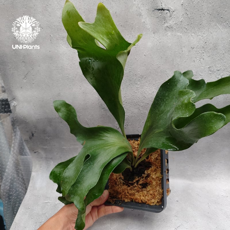 Platycerium hillii 'Dragon Fury' ビカクシダ ヒリー 'ドラゴ