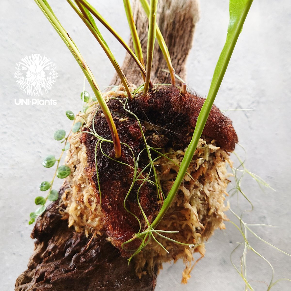 Drynaria bonii wild ドリナリア·ボニー タイ産山採り株 流木仕立て