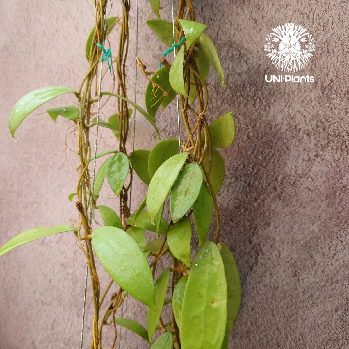 花座いっぱい! Hoya Parasitica lite pink ホヤ パラシティカ ライト