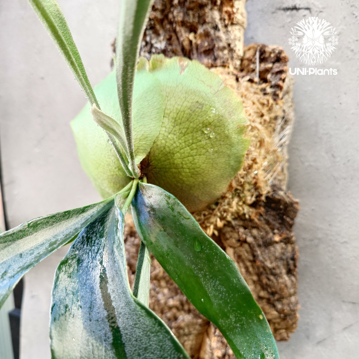 Platycerium Rydeen ビカクシダ ライディーン ビカクシダ コウモリラン