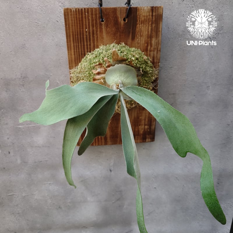 Patycerium veitchii wild（pup）ビカクシダ ベイチー ワイルド ビカ