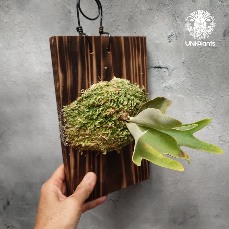 P. Willinckii dwarf Tatsuta, P. Pegasus, P. ve