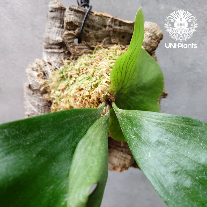 ビカクシダ ステマリア Platycerium stemaria コウモリラン ビカクシダ