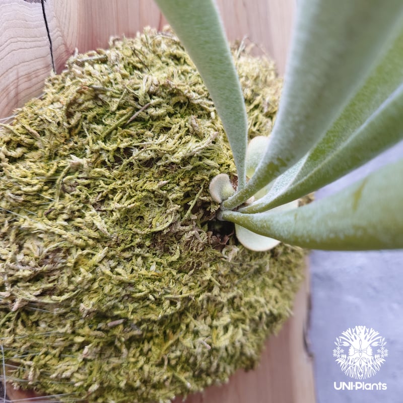 ビカクシダ ベイチー(子株) Platycerium veitchii(pup) コウモリラン