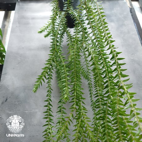 Huperzia spp. フペルジア  Phlegmariurus (フレグマリウルス)観葉植物 珍奇植物 植物 着生植物 インテリア植物 珍しい シダ植物
