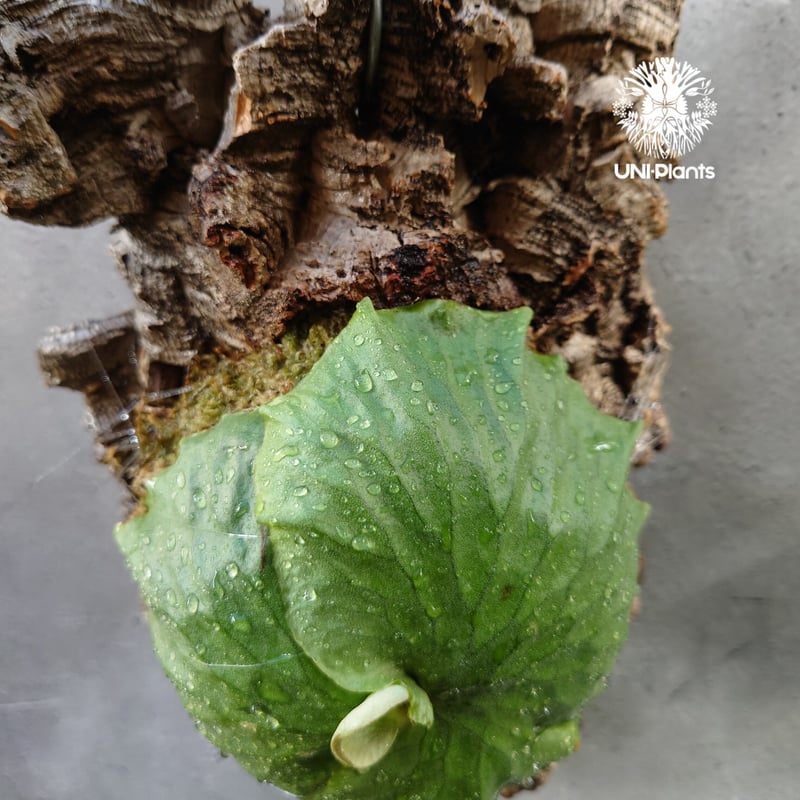 Platycerium Dawboy ビカクシダ ダウボーイ コウモリラン ビカクシダ