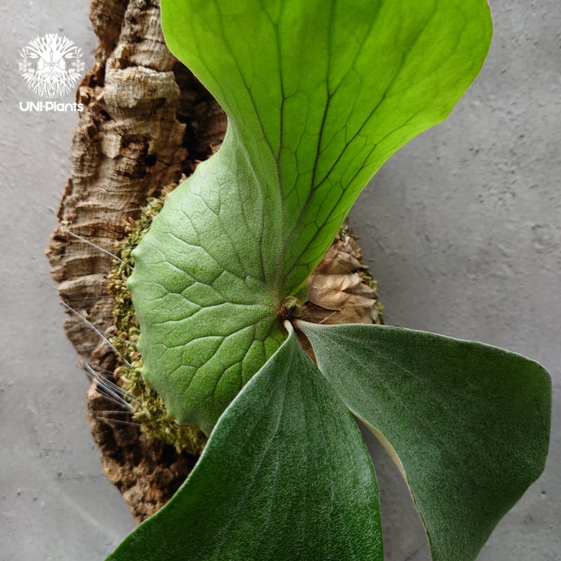 希少!ビカクシダ ネプチューン Platycerium Neptune コウモリラン