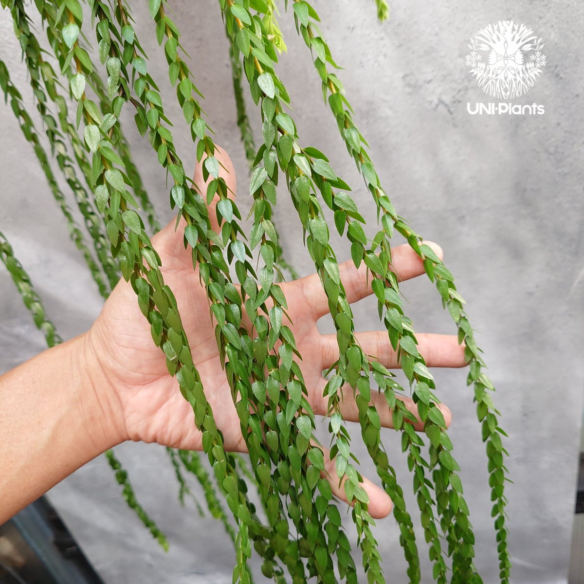 Huperzia spp. フペルジア Phlegmariurus (フレグマリウルス) 観