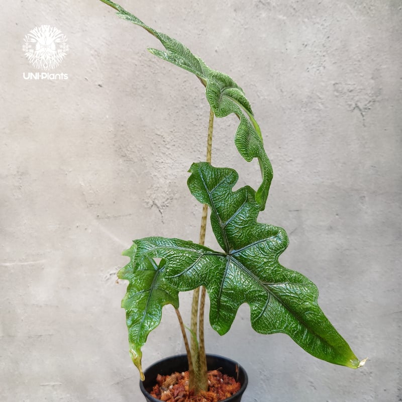 Alocasia jacklyn アロカシア ジャクリン アロカシアジャックリ 観葉植物 珍奇...