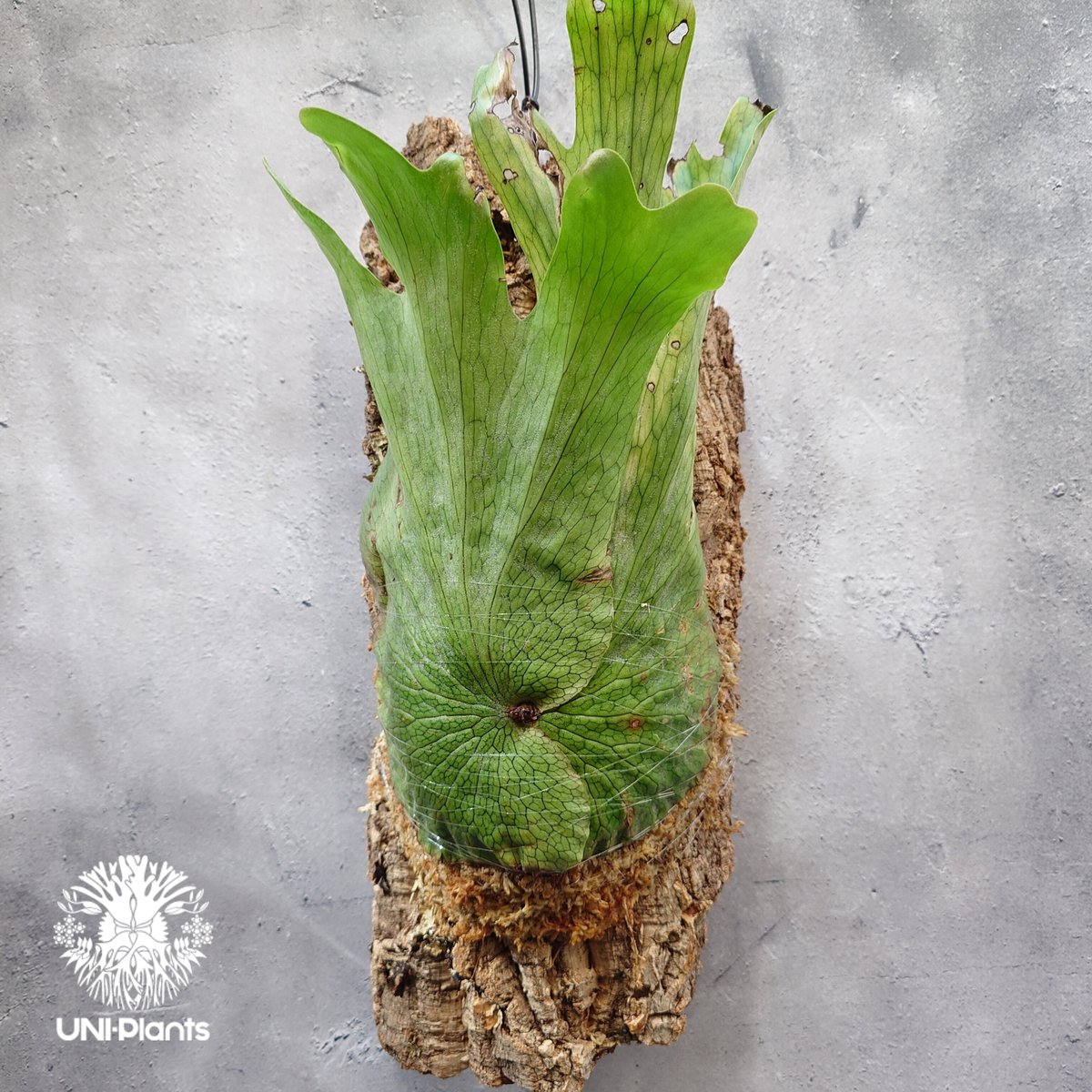 Ꮲ.wandae　ビカクシダ Platycerium wandae wild ビカクシダ ワンダエ ワイルド株 ビカクシダ