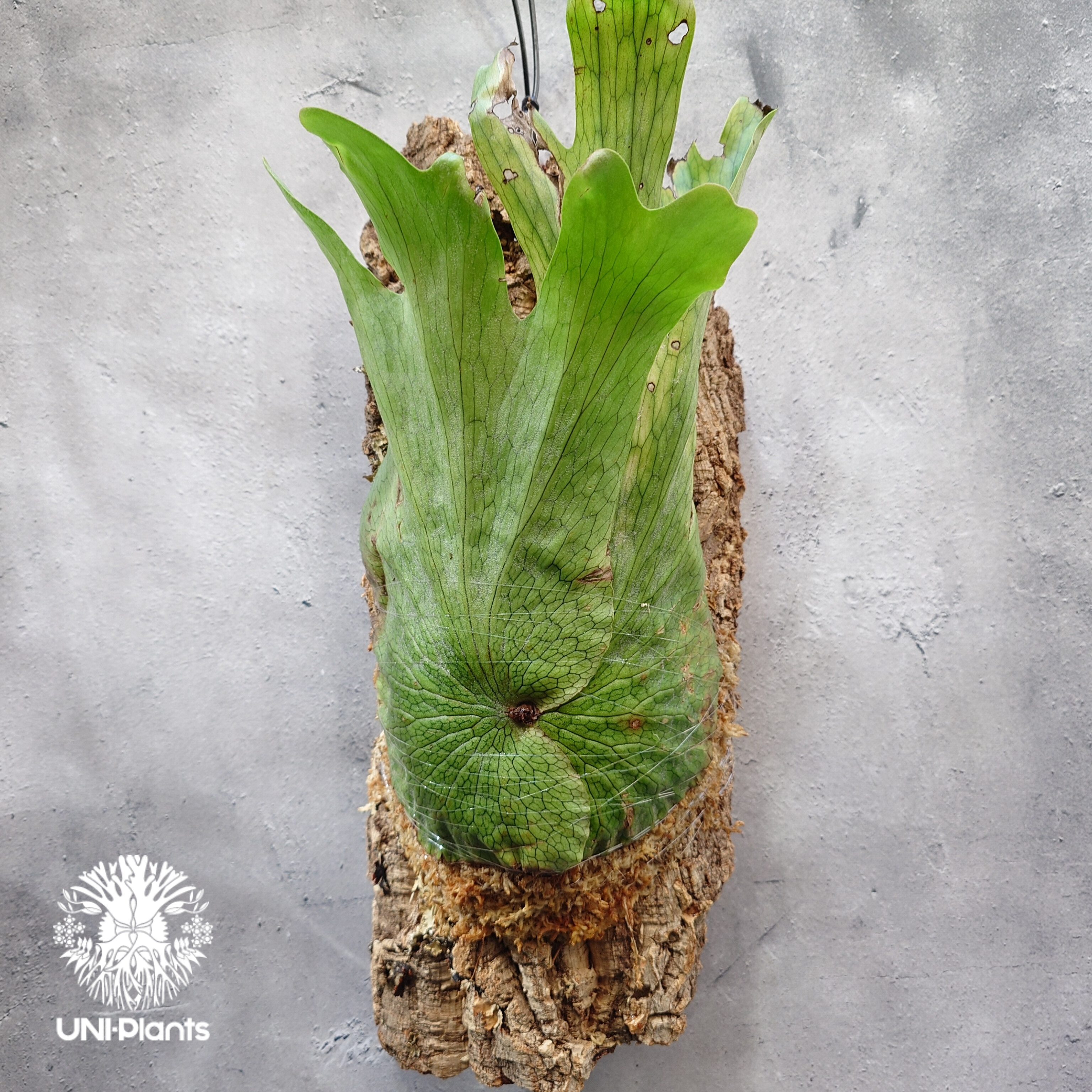 ビカクシダ ワンダエ　Platycerium wandae Platycerium wandae wild ビカクシダ ワンダエ ワイルド株 ビカクシダ