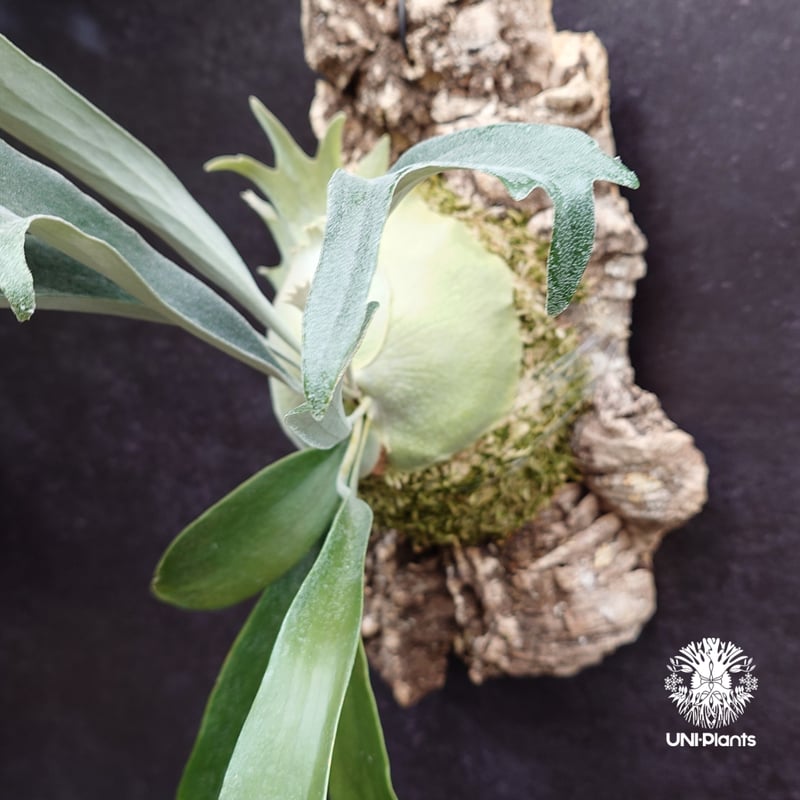 Platycerium Rydeen ビカクシダ ライディーン ビカクシダ Platyceri