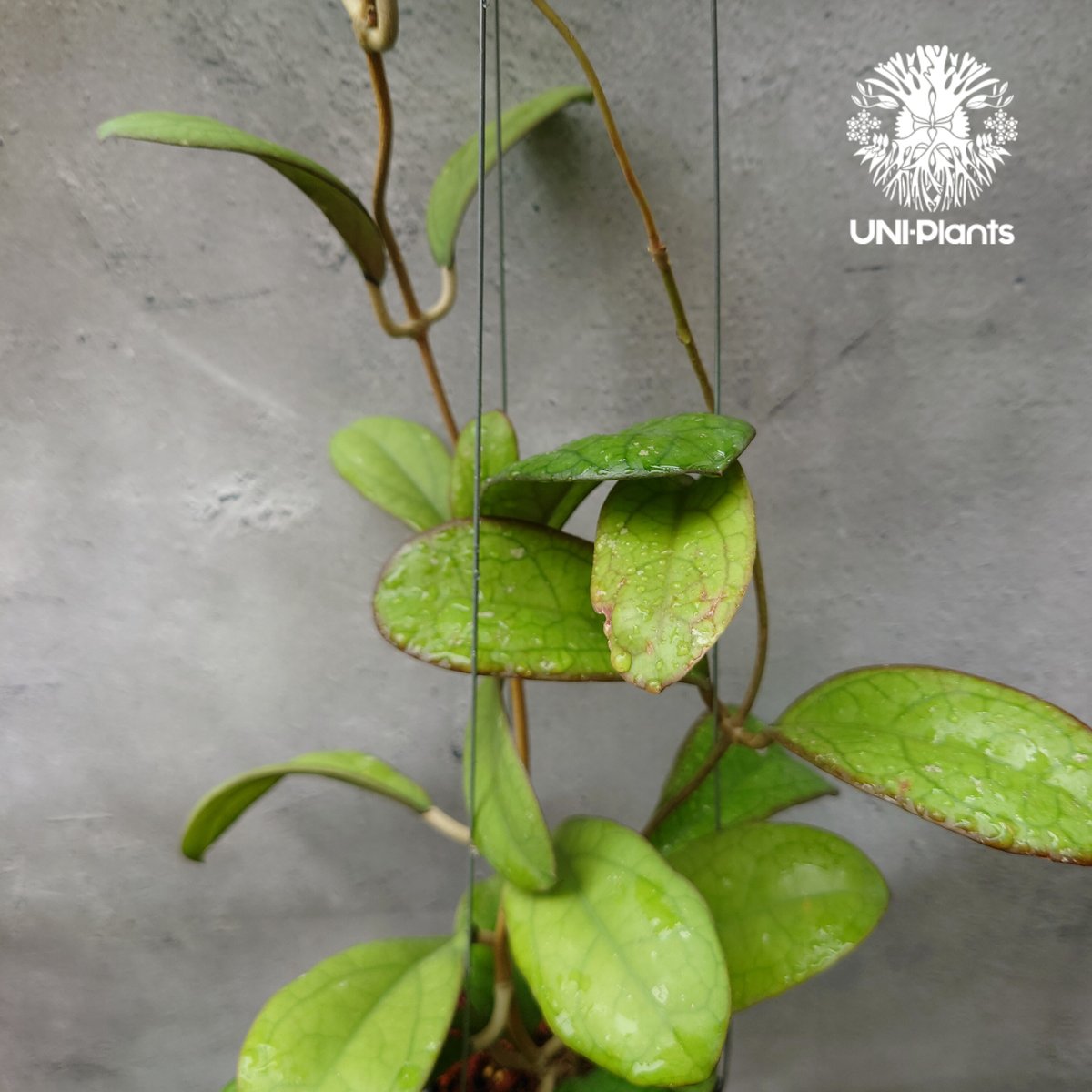 Hoya Mojii ホヤ植物 ホヤの花 珍しい 希少 つる性 つる性植物