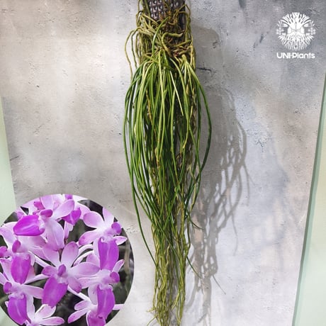 CATEGORY 着生ラン (Orchid) | UNI-Plants ビカクシダ、ホヤ植物、