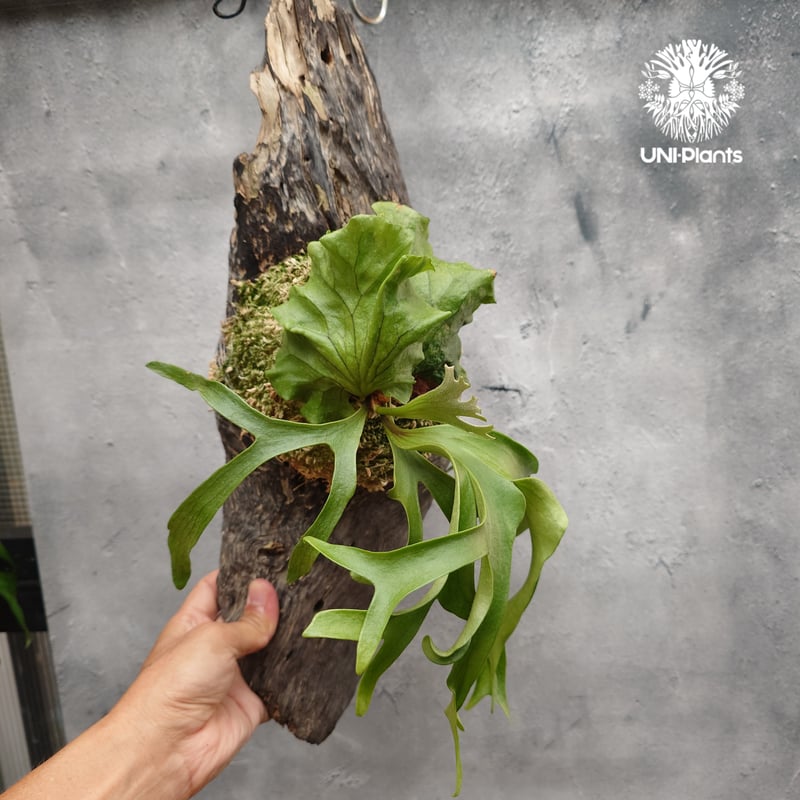 ビカクシダ コロナリウム フィリピネスフォーム Platycerium coronarium