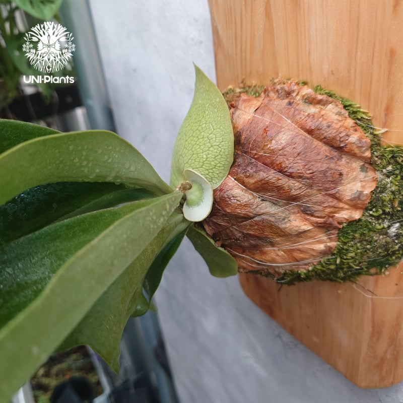 Platycerium Balaen ビカクシダ バレーン Platycerium hilli