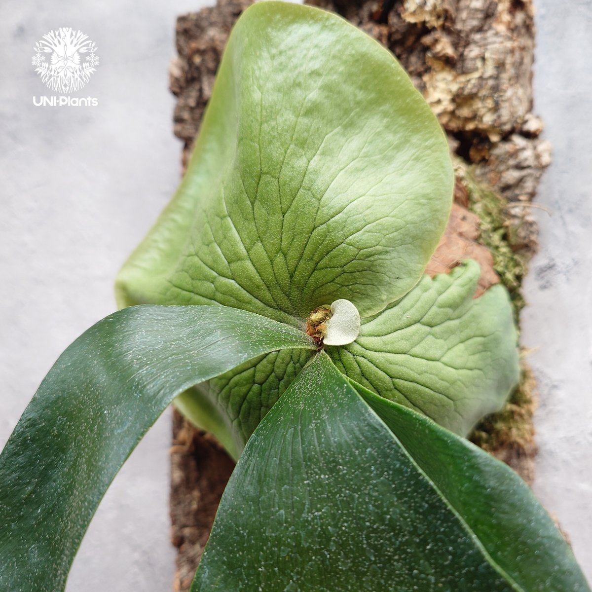 ビカクシダ ワンダエ　Platycerium wandae ビカクシダ ワンダエ Platycerium wandae コウモリラン ビカクシダ原種