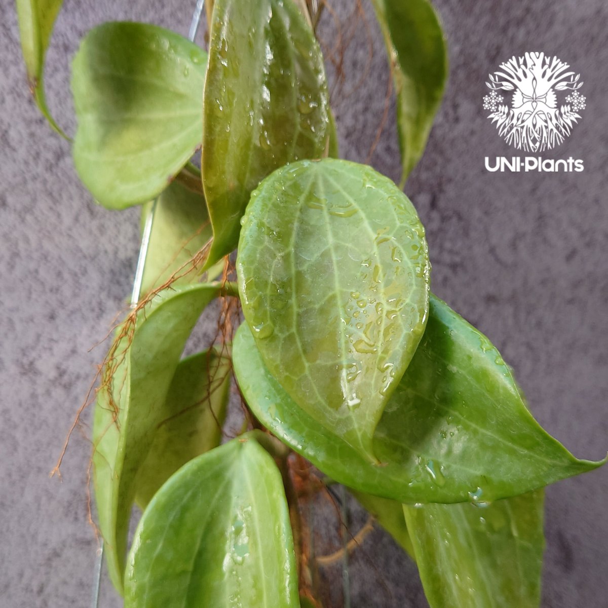 Hoya Quinquenervia ホヤ クインケナービア ホヤ植物 ホヤの花 観葉