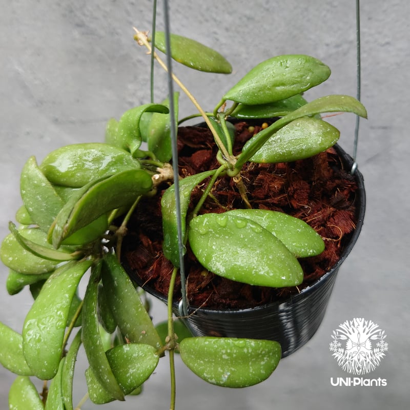 Hoya GPS7240 ホヤ 希少 ホヤ植物 ホヤの花 珍しい 希少なホヤ植物