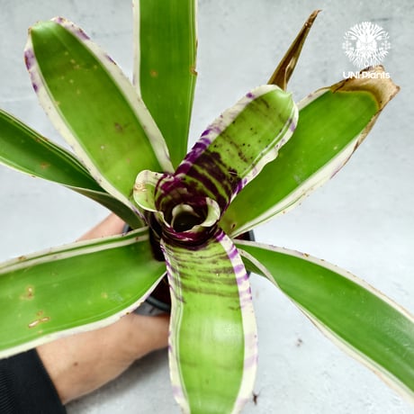Neoregelia Blueberry Trufflé albo ネオレゲリア  Neoregelia ブロメリア  Bromeliad ブロメリア科ネオレゲリア属