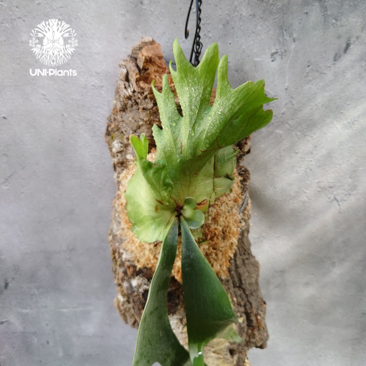 Platycerium willinckii 'W.A.Manda ビカクシダ ウィリンキー