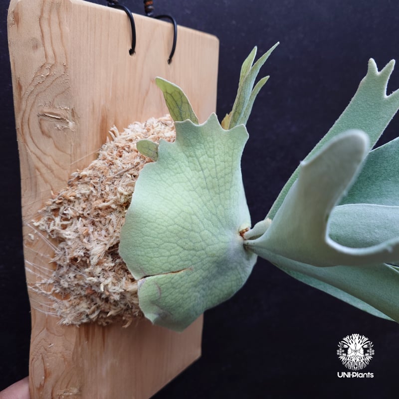 Patycerium veitchii cv. Silver frond ビカクシダ ベイチー