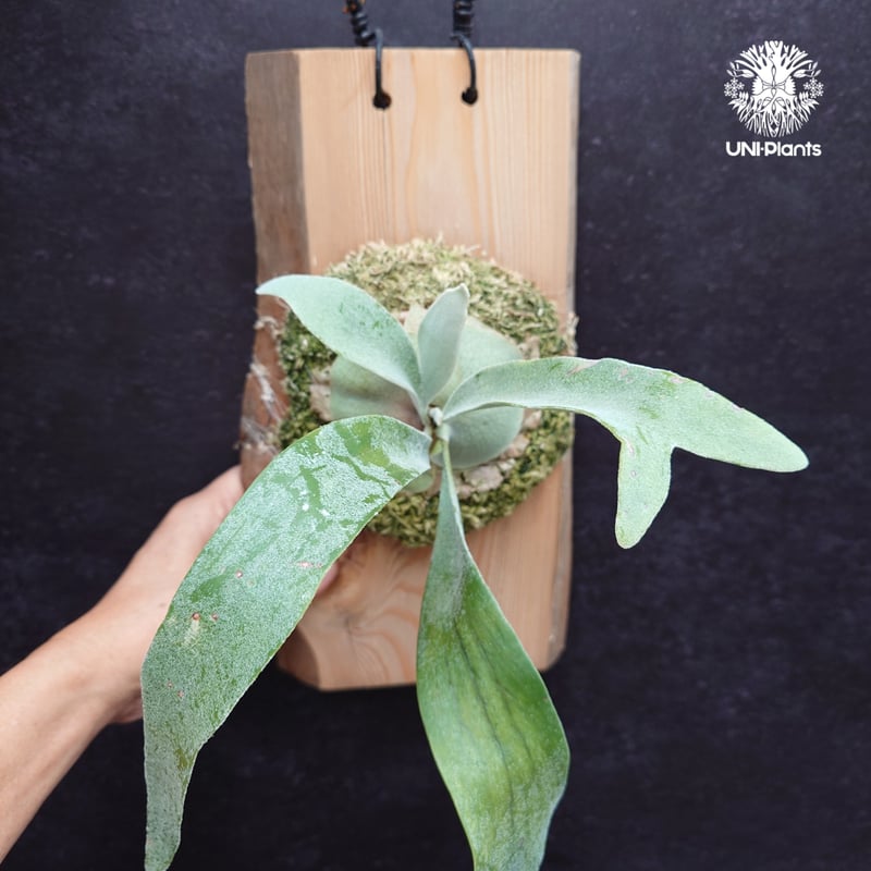 Patycerium veitchii wild ビカクシダ ベイチー ワイルド コウモリラン