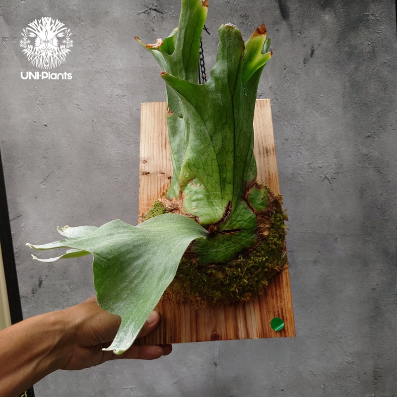 ビカクシダ グランデ Platycerium grande コウモリラン