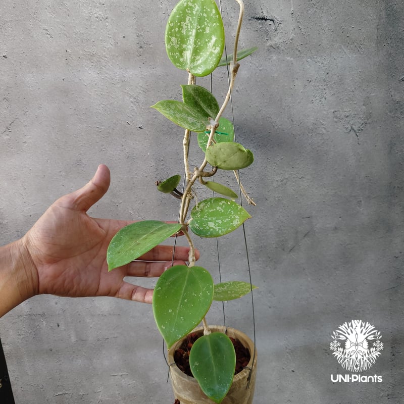 Hoya Parasitica Heart Leaves Splash ホヤ パラシティカ ハ